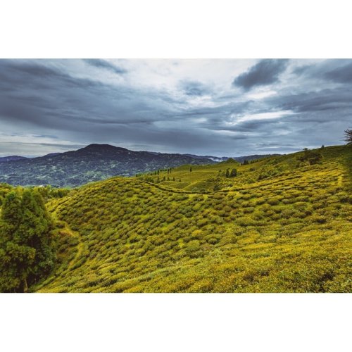 Darjeeling Rohini SFTGFOP1 Jethi Kupi FF EX-01 - Varianta: 50 g
