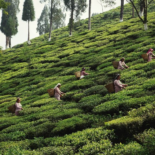 Darjeeling Sourenee Vintage Muscatel SF - Varianta: Vzorek 15 g