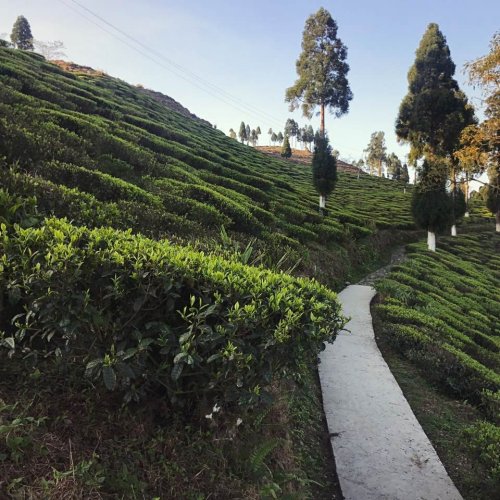 Darjeeling Sourenee Vintage Muscatel SF - Varianta: Vzorek 15 g