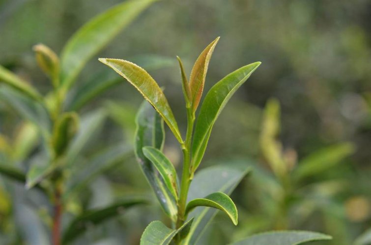 Taiwan Qi Yun Black Tea  | Qi Yun Hong Cha - Option: 1 kg