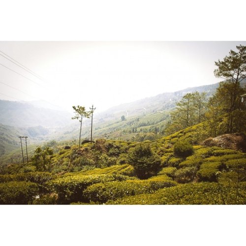 Darjeeling Giddapahar Oolong SF - Option: 500 g