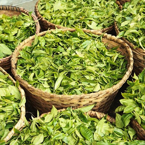 Darjeeling Sourenee Vintage Muscatel SF - Varianta: Vzorek 15 g
