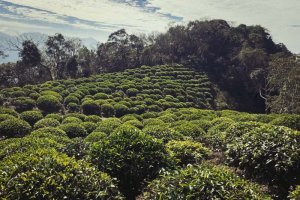 Come preparare correttamente il tè Orange taiwanese – Cheng Cha 橙茶