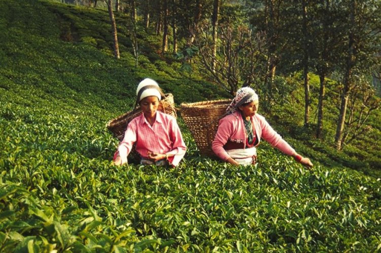 Nepal Jasbire Oolong First Flush - Option: 50 g