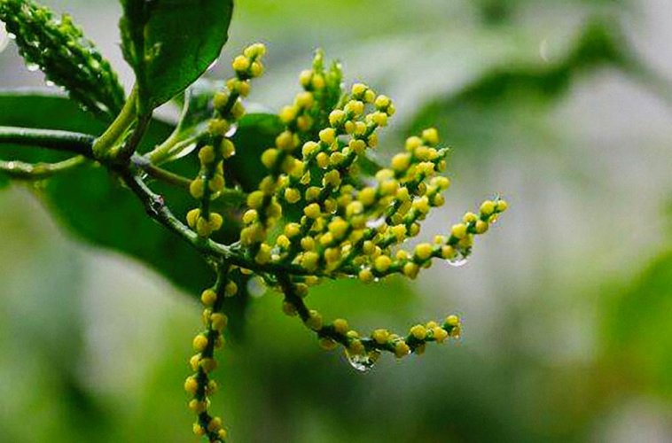 Furry Tips from the Yellow Mountains Scented with Pearl Orchid Blossoms | Zhu Lan Huang Shan Mao Feng - Option: 1 kg