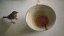 2023 Ming Feng Shan Ancient Tree Lao Cha Tou Ripe Pu-erh (small nuggets) | Ming Feng Shan Shu Pu Er Lao Cha Tou - Option: Sample 15 g