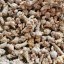 SAN QI - Chinese Ginseng (Panax notoginseng) - Option: 1 pc