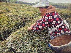 Fresh Chinese Spring Teas 2023