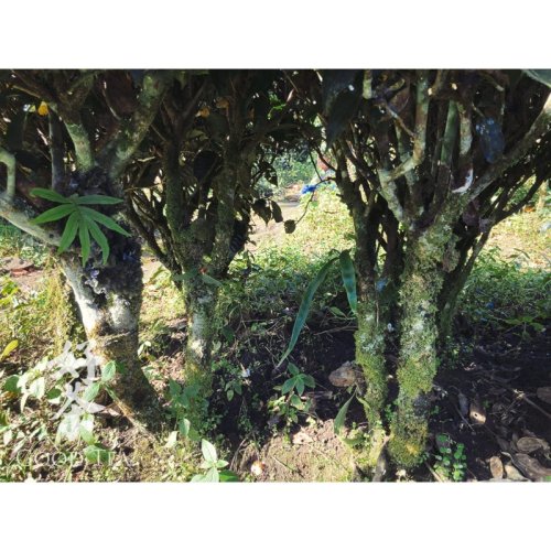 2018 Tmavý Special Grade Puer ze Simao | Te Ji Pu Er Tuo Cha - hnízdo 100 g - Varianta: Hnízdo 100 g