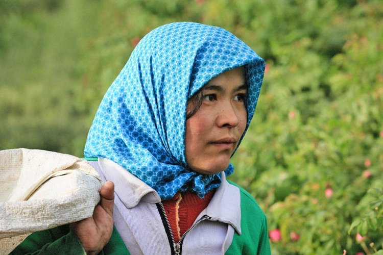 Boccioli di rosa damascena selvatica del deserto | Da Ma Shi Ge Mei Gui - Variante: 1 kg