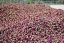 Boccioli di rosa damascena selvatica del deserto | Da Ma Shi Ge Mei Gui - Variante: 1 kg