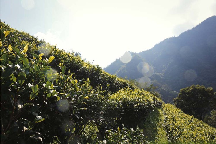 Taiwan Sun Moon Lake Assam T-8 Black Tea | Riyuetan Ming Qian Asamu Hong Cha - Option: 500 g