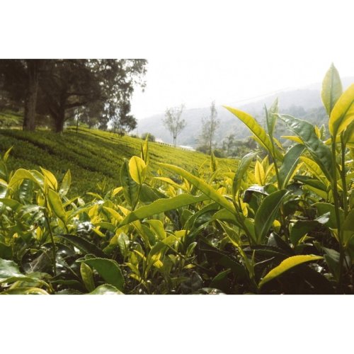 Darjeeling Rohini SFTGFOP1 Jethi Kupi FF EX-01 - Varianta: 50 g