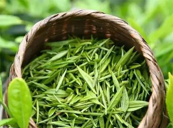 Guzhang Downy Tips | Gu Zhang Mao Jian - Option: Sample 15 g