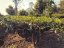 Early Harvest High Mountain Yunnan Green Tea | Zao Chun Gao Shan Dian Lu - Option: 1 kg