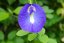 Wild Blue Pea Flowers | Clitoria ternatea - Option: 1 kg