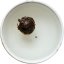 2015 Fuding Hongxue White Tea Balls | Fuding Hongxue Da Bai Tuo Cha - Option: Sample 1 pc