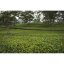 Assam Hatialli FTGFOP 1 CL TPY SF - Varianta: Vzorek 15 g