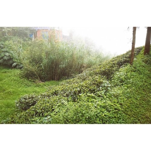 Autumn Black Nepal Chabbesey Moonlight - Option: Sample 15 g