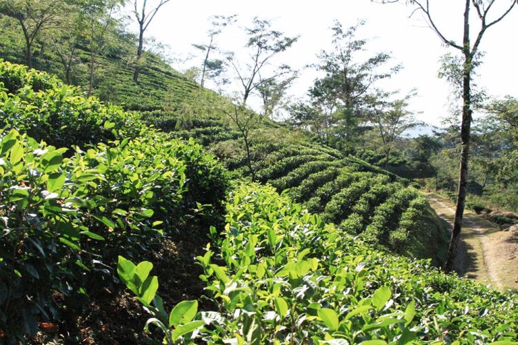 Meghalayi Lakyrsiew Orthodox Oolong AV2 - Option: 50 g
