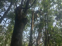 Read about harvesting wild tea in Daxueshan - new article in the Blog