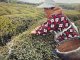 Čerstvé čínské čaje z jarní sklizně