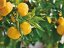Scorza secca di frutto giapponese Yuzu - Variante: 500 g