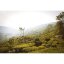 Darjeeling Giddapahar Oolong SF - Option: 500 g