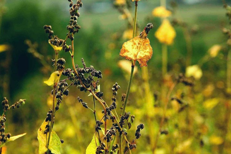 Germi gialli - Tè di grano saraceno di Daliangshan | Pei Ya Huang Ku Qiao Cha - Variante: Campione 15 g Germi gialli - Tè di grano saraceno di Daliangshan | Pei Ya Huang Ku Qiao Cha - Variante: Campione 15 g