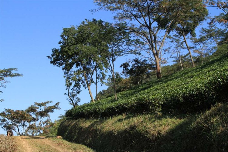 Meghalayi Lakyrsiew Orthodox Oolong AV2 - Option: 50 g