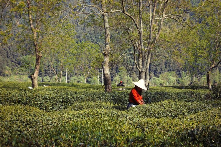Tè nero Keemun | Qi Men Hong Xiang - Variante: 1 kg Tè nero Keemun | Qi Men Hong Xiang - Variante: 1 kg