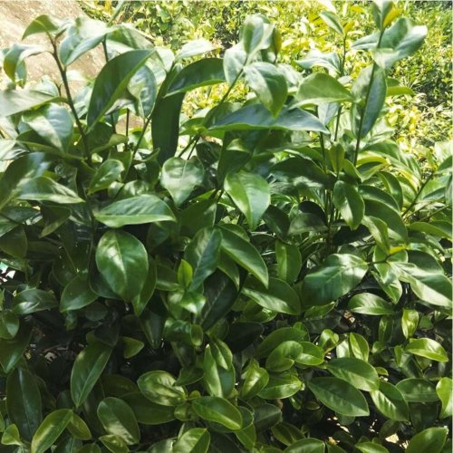 Fénix Oolong ze starých stromů - Aroma kachního trusu | Wudong Feng Huang Dan Cong Ya Shi Xiang - Varianta: 1 kg
