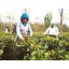 Darjeeling Rohini SFTGFOP1 SF Enigma Gold - Varianta: 500 g