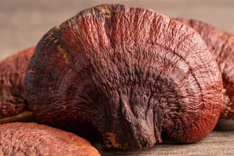 MycoMedica ORGANIC Reishi PRO 30 - 90 capsules
