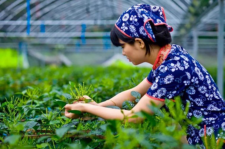 Furry Tips from the Yellow Mountains Scented with Pearl Orchid Blossoms | Zhu Lan Huang Shan Mao Feng - Option: 1 kg