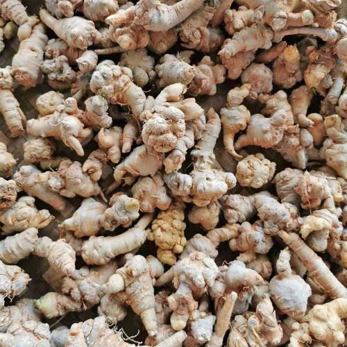 SAN QI - Chinese Ginseng (Panax notoginseng) - Option: 1 pc