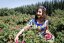 Boccioli di rosa damascena selvatica del deserto | Da Ma Shi Ge Mei Gui - Variante: 1 kg
