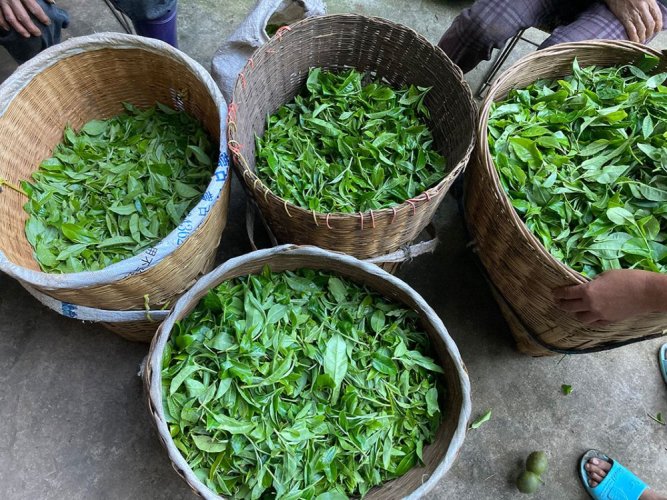 2021 Pu'er verde da alberi antichi di Mingfengshan | Ming Feng Shan Gu Shu Sheng Pu Er - torta pressata 200 g - Variante: 50 g