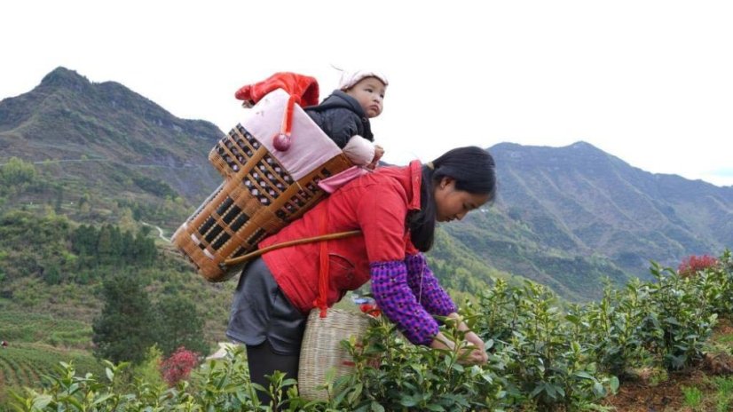 Zhejiang Anji Green Tea | An Ji Bai Cha - Option: 500 g