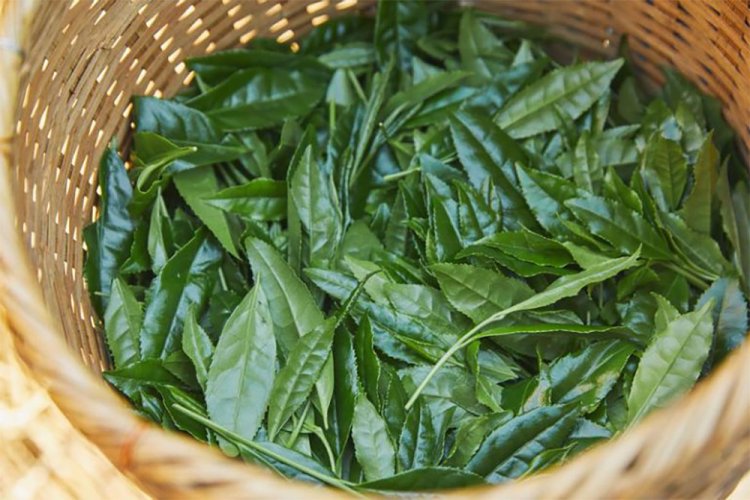 Asahina Gyokuro Tohei - Option: Sample 8 g