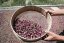 Boccioli di rosa damascena selvatica del deserto | Da Ma Shi Ge Mei Gui - Variante: 1 kg