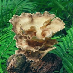 MycoMedica ORGANIC Polyporus PRO - 90 capsules