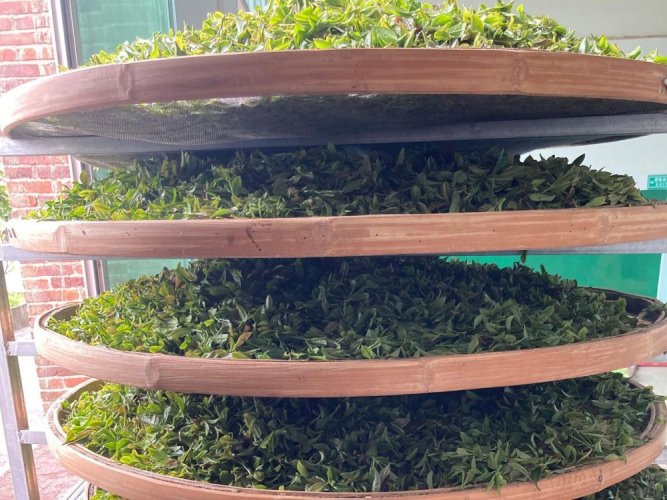 Nebbia di Hunan all'inizio della primavera | Hunan Jiu Yi Zao Chun Yun Wu - Variante: 1 kg