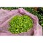 Black Fusion z Doke - Varianta: 1 kg