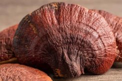 MycoMedica BIO Reishi PRO 30 - 90 kapslí