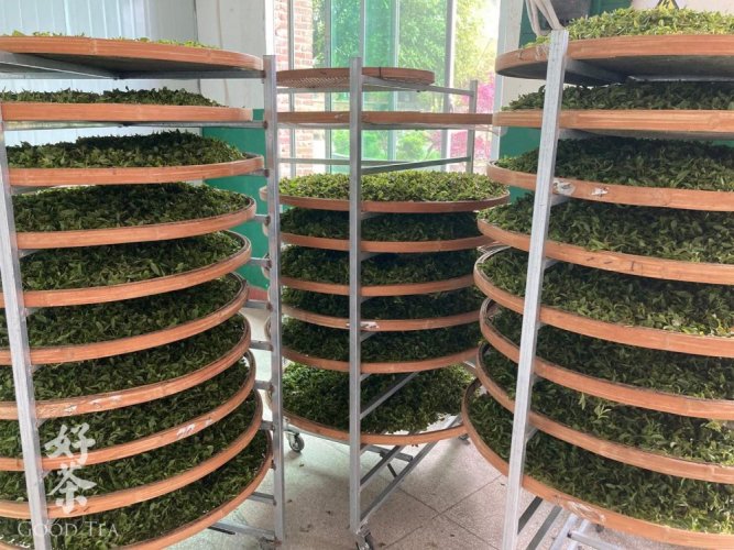 Nebbia di Hunan all'inizio della primavera | Hunan Jiu Yi Zao Chun Yun Wu - Variante: 1 kg