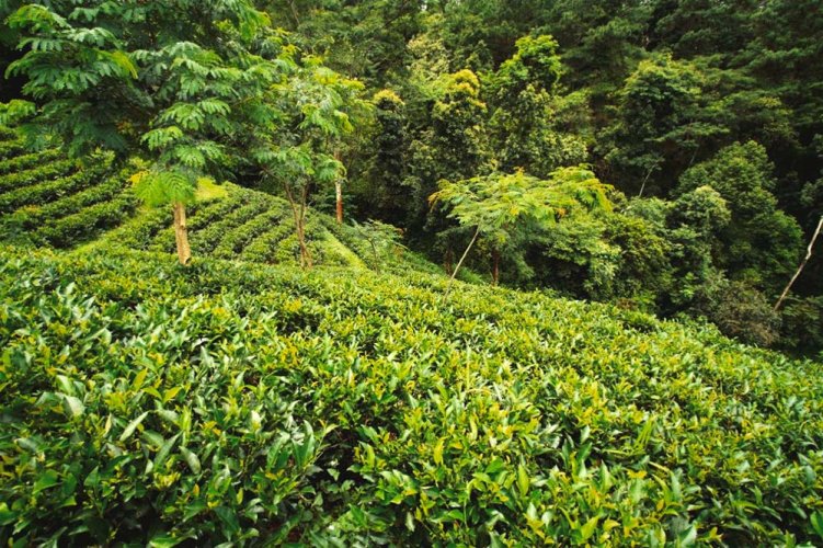Meghalayi Lakyrsiew Orthodox Oolong AV2 - Option: 50 g