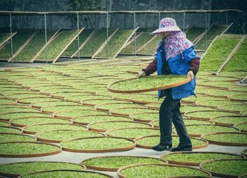 Bílý čaj z Fudingu 福鼎白茶 - elegance jednoduchosti