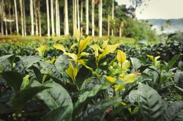 Between Cinnamon and Mint: The Journey of the Taiwanese Cultivar Hong Yu 紅玉