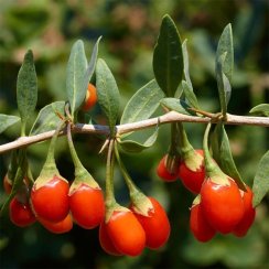 GOU QI ZI - Zhongning Bacche di Goji 200 g
